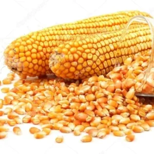 Yellow Corn