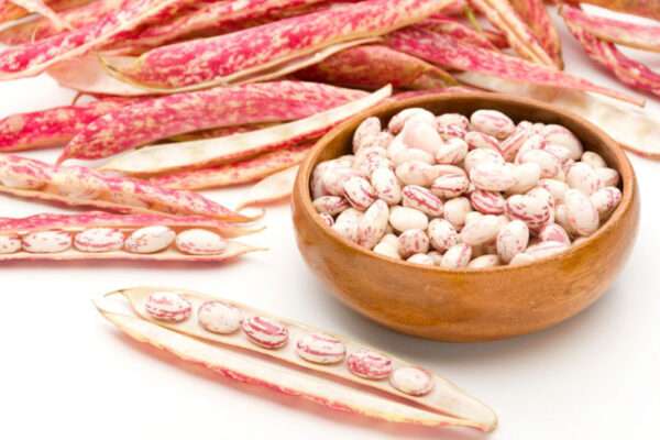 Pinto Beans