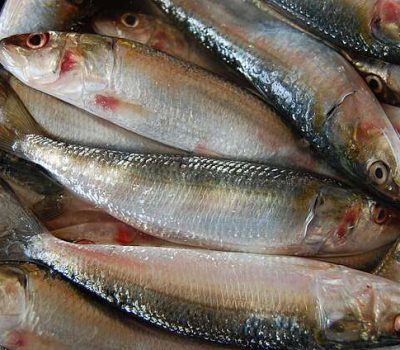 Oil Sardine Fish